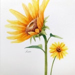 해가 길어졌음 좋겠다- 라는 기다림을 담아본 해바라기🌻 즐거운 주말 되세요! - Paper | 꽃 그리는 법, 식물 세밀화, 그리기 아이디어