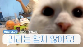 ★라라주의★라라는 참지 않아요! | Cats, Nana, Lulus