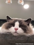식탁을 차지한 냥이입니다. | 새끼 고양이