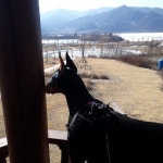 #도베르만 #doberman #개스타그램 #dogstagram in 2020 | Doberman, Giraffe