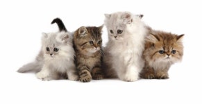 cats - Google 검색
