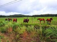 제주도 성이시돌목장