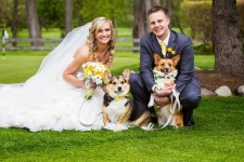 The Daily Corgi: A Very #Corgi Wedding: Danielle and Eric! | 사진