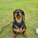 pet  닥스훈트 장성 공원 모찌는사랑입니다💕  뒹굴뒹굴 아이좋아라 petstagram  petlove  애견  댕댕이  f4f  일상 소통  팔로워... 