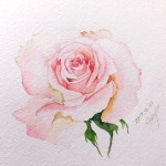 여리여리한 장미그리기 | 수채화 삽화, 수채화 사진, 장미 그림
