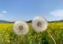 힐링  힐링 | Plants, Flowers, Garden