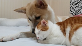 (76) 복받은 캣독Blessing CatDog - YouTube | Cat photo, Animals, Corgi