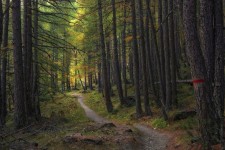 Free Image on Pixabay - Trail, Trees, Forest, Path, Woods in 2021 | Tree forest, Forest, Tree