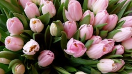 꿈길(가곡) | Flowers, Plants, Garden