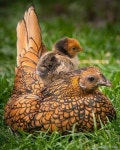 Beautiful chicken | 닭 기르기, 새, 야생 동물