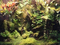 vivarium background/planting | 정원디자인, 정원, 디자인