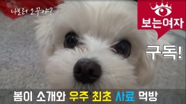 [보는여자]봄이 소개와 사료먹방 강아지 | 강아지, 개