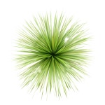 graminée verte png | 녹색 미학, 추상 꽃, 녹색