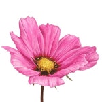I painted this pretty pink cosmos to scale at 23 x 31 cm (9 x 12), so you can clearly see that detailed centre.... 