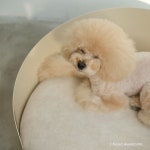 doghouse | 개집, 푸들, 제품