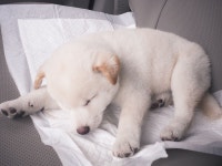 백시바  しろしば  백시바견  백시바이누  시바견  화이트시바견  시바이누  새끼강아지  애견  반려견  강아지  백구... 