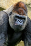 Gorilla | 웃긴 동물, 동물, 원숭이