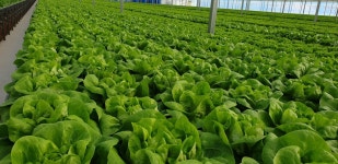 수경재배 - 냉,난방에 있는 주홍 이님의 핀