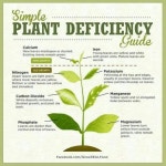 Plant deficiency guide | 농업, 원예, 식물
