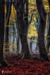 A Forest Torch - There clearly are some main characters in this... stand out among the rest, engage in … | 풍경 사진, 자연, 숲