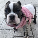 #아메리칸불리 #불리 #댕댕이 #강아지 #불독 #댕댕이  #멍스타그램 #f #daily #dog #dogstagram #puppy  #instadog  #bulldog...... 