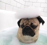 pinterest | reneezaf | 퍼그, 강아지, 동물