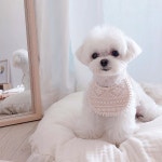 Som on Instagram: “어제 솜이 보고 다들 너무 놀라셔서ㅋㅋㅋㅋㅋ 오늘은 예뿐 사진! 솜이 여기 있오요✨ #스마일솜” | 사진