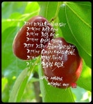 대추 한 알 - 장석주 : 네이버 포스트 | Fruit, Food, Plum