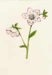 Hellebore - Hellebore orientalis | 꽃, 색연필