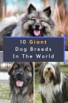 Biggest Dog Breeds In The World | 큰 개, 개 품종, 개