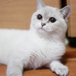 #브리티쉬숏헤어 #브리티쉬캐터리 #캐터리 #캐논 #캣스타그램 #펫 #펫스타그램 #고양이  #britishcattery #british #cats... 