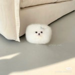 ˗ˏˋ꒰🍥 ꒱ | 귀여운 동물 밈, 강아지, 동물