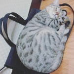 너 내가방위에서 뭐하니 아 근데도 귀여워 ㅠㅠㅠㅠㅠㅠ 츕츕 #내사랑#고양이#냥이#내새꾸#사랑해#비티 #아고이뻐#코자요#뱅갈... 