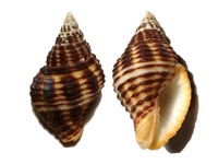 소라고동조개류..에 있는 핀