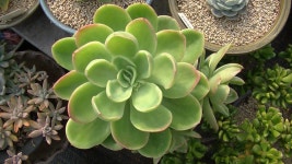 다육이랑(Succulent Plant)에 있는 송이네다육 Succulent garden님의 핀 | 다육 식물, 단풍, 식물