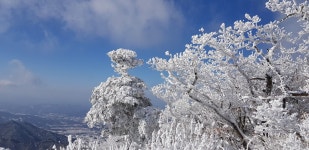 파란 하늘과 어우러진 눈꽃이 신선함을 안겨 준다.