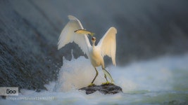 little egret	(쇠백로) by 55abk | Animals, Birds, Photo