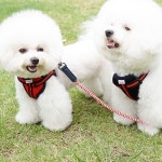 진드기 방지 소프트 매쉬 H형 하네스 가슴줄 L | 스타일, 라이프스타일, 감성