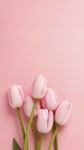 핑크 배경화면에 있는 정혜선님의 핀 | 분홍색 꽃, 꽃, 분홍색 배경