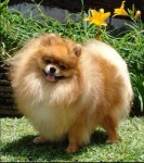reminds me of my Scarlie Girl - so sweet - Pomeranian!! | 개