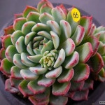 넬라판타지아 - 다육식물(Succulents) - 2023 | 다육 식물