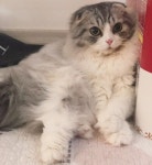 신남이 감기도 다 나아갑니다.  병원 그만그즈. in 2020 | Cats, Animals