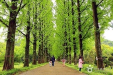 맑은 공기로 에너지 충전완료! 나주 <메타세쿼이아길> | Country roads, Heritage site, South korea