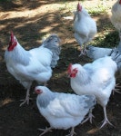 The Coronation Sussex which has a white body with a blue/grey tail and wing tips, their neck is white, striped with blue/grey and... 