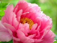 Peony / 牡丹１ | 꽃, 작약, 모란