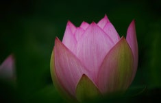 관곡지 연꽃/시우 | 사진, 연꽃