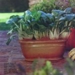 Container plant fall veggies. | Container plants, Food garden, Container gardening