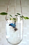 Pin by Raymond Heaney on 테라리움 | Test tube vase, Vase crafts, Hanging terrarium diy