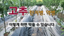 영농. 육묘에 있는 핀