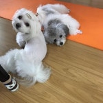 코코언냐젤조아  #다다동상나더워  #사랑둥이들 #말티즈 #말티즈그램 #푸들 #파티푸들 #실버파티푸들 #개스타그램 #멍… | 푸들, 말티즈, 파티